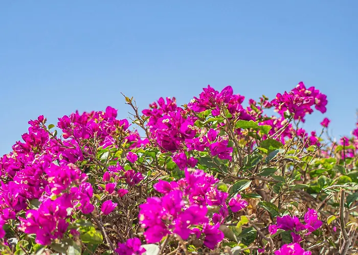 فيلة Catrina - Plusholidays Ifach